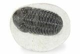 Detailed Morocops Trilobite - Ofaten, Morocco #341175-1
